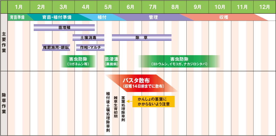 千葉県でのかんしょの栽培管理ごよみー普通栽培（参考例）