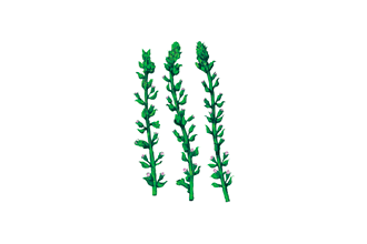 しそ(花穂)
