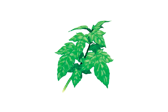 食用桑(葉)